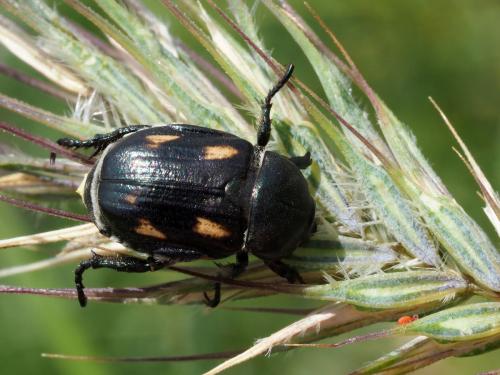 Anisoplia agricola