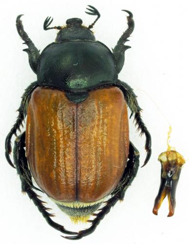 Anisoplia flavipennis