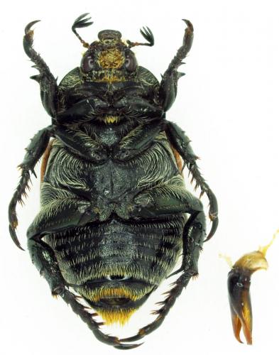 Anisoplia flavipennis