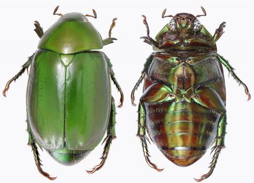 Réf. 221 685 : Anomala cupripes