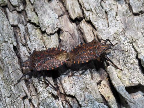 Réf. 221 007 : Apodiphus amygdali
