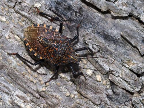 Apodiphus amygdali
