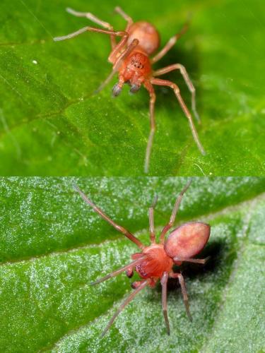 Nigma flavescens