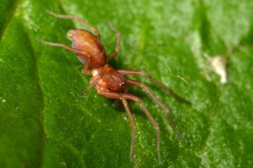 Nigma flavescens