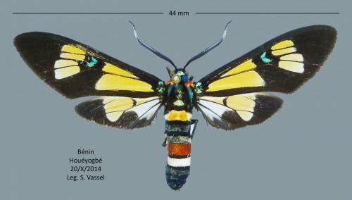Euchromia lethe