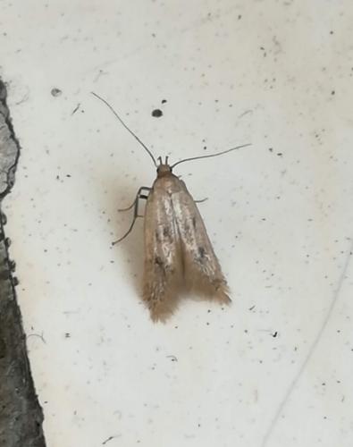 Réf. 221 353 : Borkhausenia nefrax
