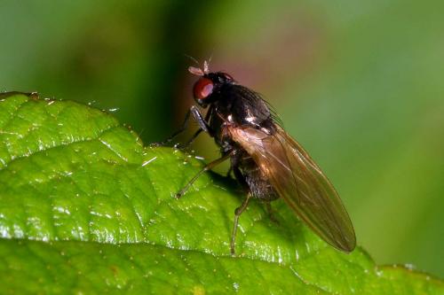Calliopum sp.