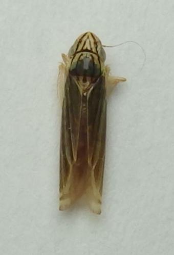 Réf. 221 395 : Sibovia sp.