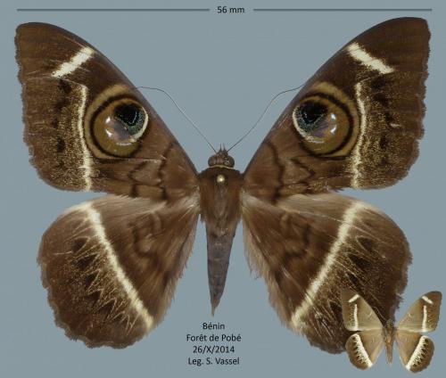 Réf. 221 480 : Cyligramma latona