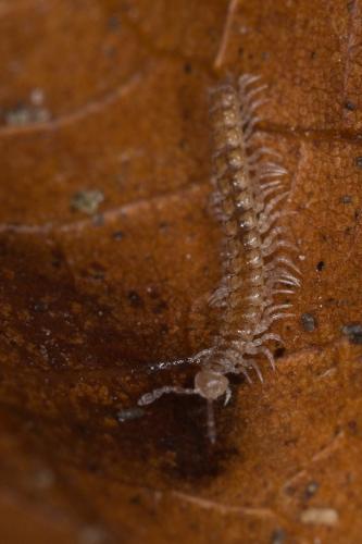 Brachydesmus sp.