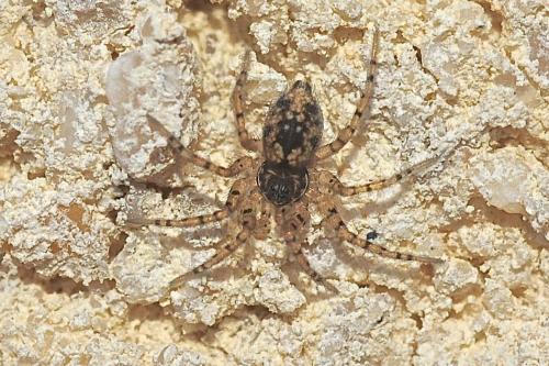 Oecobius maculatus