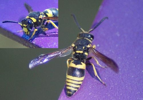 Réf. 221 442 : Euodynerus sp.
