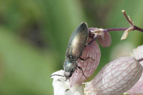 Selatosomus latus