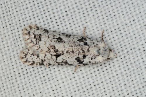Eana penziana