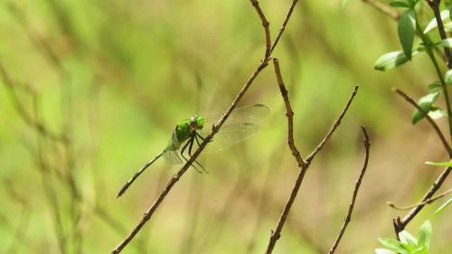 Erythemis vesiculosa