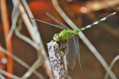 Erythemis vesiculosa