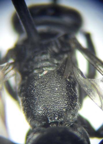 Dipogon variegatus