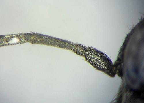 Dipogon variegatus