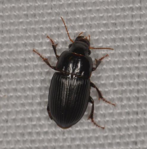 Réf. 221 467 : Harpalus sp.