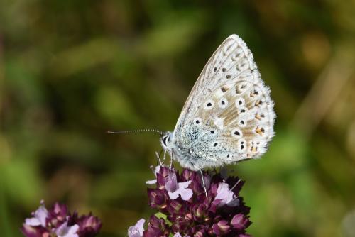 Réf. 221 598 : Polyommatus coridon