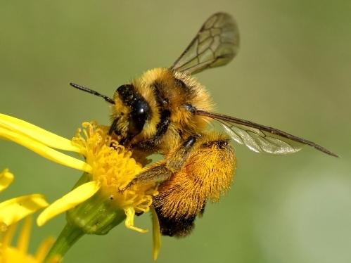 Dasypoda sp.