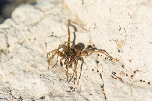 Pardosa sp.