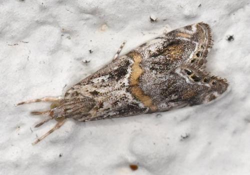 Euchromius cambridgei
