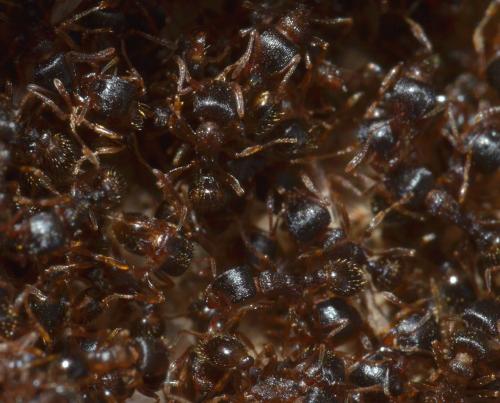 Réf. 221 591 : Tetramorium sp.