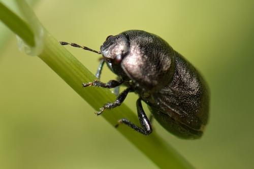 Réf. 221 944 : Thyreocoris scarabaeoides