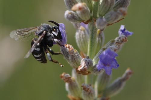 Réf. 221 798 : Thyreus sp.
