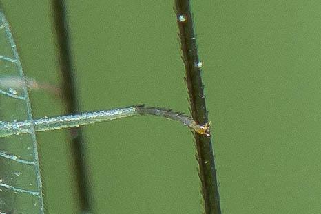 Chrysoperla sp.