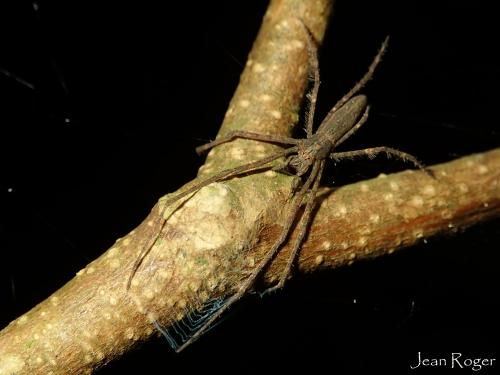 Menneus neocaledonicus