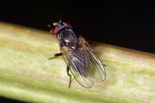 Fannia sp.