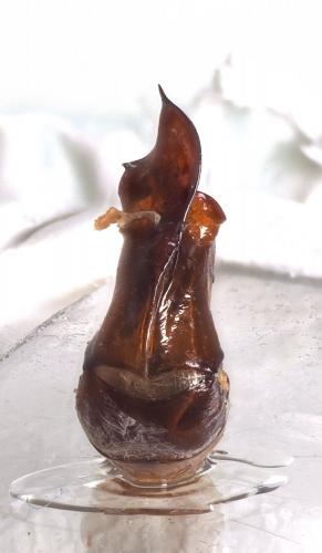 Anomala sp.