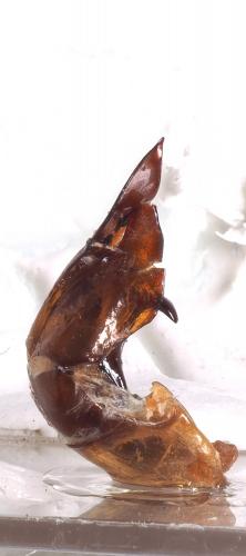 Anomala sp.