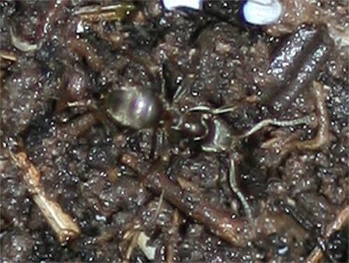 Lasius sp.