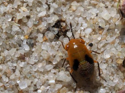 Réf. 221 435 : Geocoris megacephalus