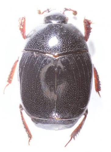 Gnathoncus nannetensis