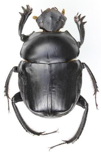 Réf. 221 654 : Paragymnopleurus melanarius