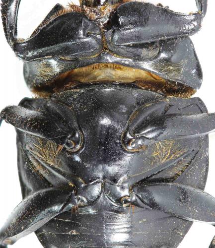 Réf. 221 717 : Paragymnopleurus melanarius