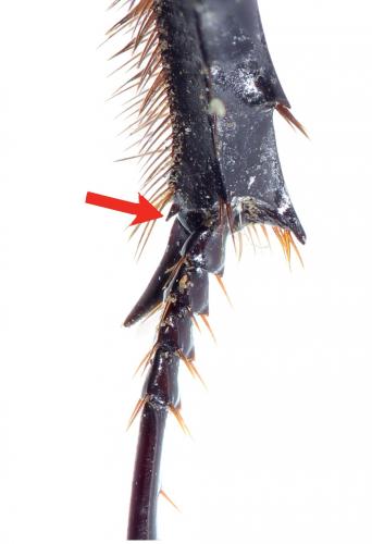 Réf. 221 728 : Paragymnopleurus melanarius
