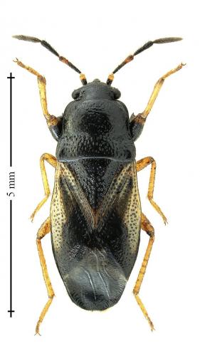 Megalonotus praetextatus