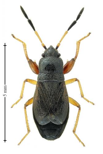 Réf. 221 018 : Megalonotus antennatus