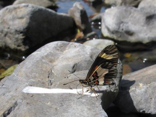 Acraea sotikensis