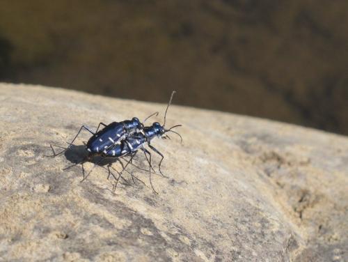 Réf. 221 726 : Calomera alboguttata