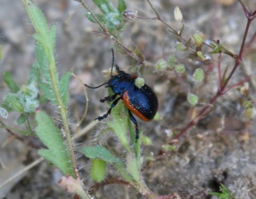 Réf. 221 485 : Chrysolina sp.