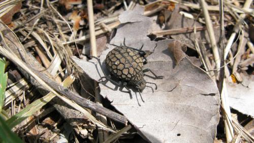 Adesmia crystallina