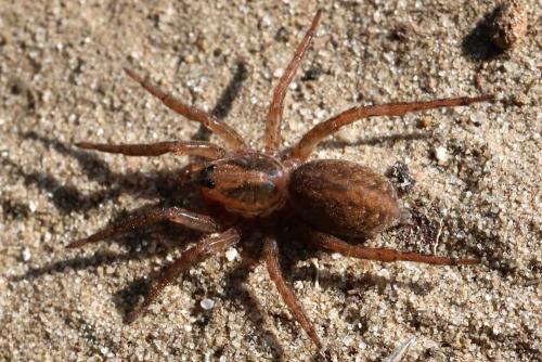 Trochosa sp.