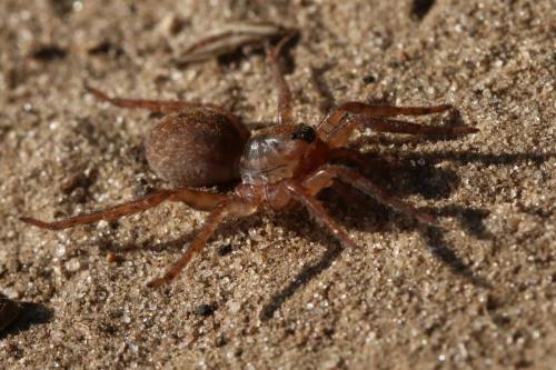 Trochosa sp.