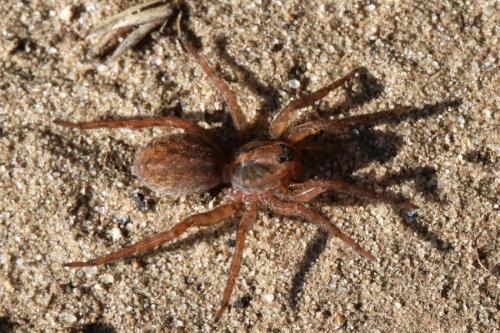 Trochosa sp.
